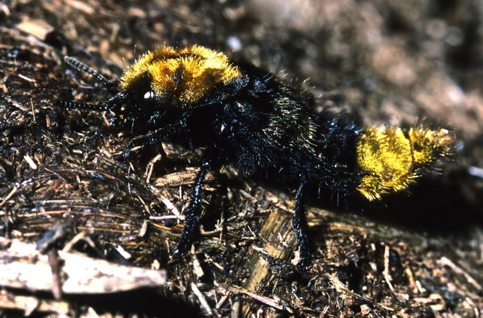 Emus hyrtus